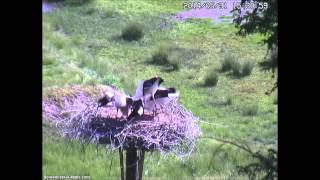 preview picture of video 'Oriental Storks, Toyooka, Japan, 31 05 2014, 15 23  Two storklets  Feeding'