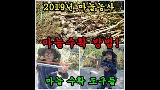 텃밭농사 마늘수확하는방법 2019년 마늘캐기 마늘수확하는도구에 대해서 이야기 해보았습니다 Garlic har…