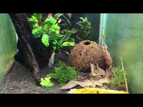 Apistogramma panduro with fry