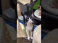 Tuxedo Cats Characteristics Cats Shorts