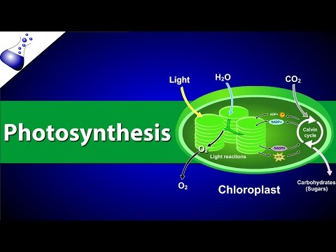 Photosynthesis