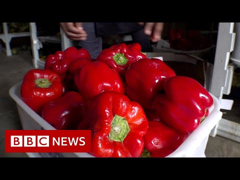 解決南非的食物浪費問題 - BBC News (Tackling food waste in South Africa - BBC News)