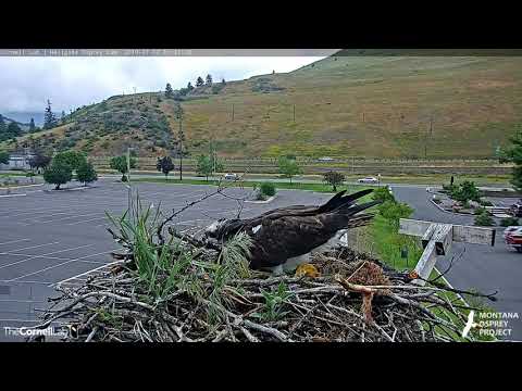 Female Osprey Does Some Post Nesting Season 'Nestorations' – July 3, 2019