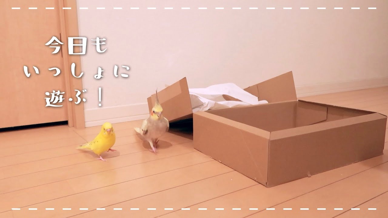 のんびり冬の放鳥 おしゃべりセキセイインコと甘えるオカメインコ Cockatiel Budgerigar vlog