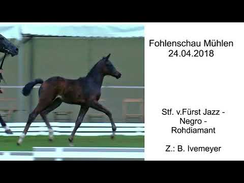 Stutfohlen von Fürst Jazz x Negro x Rohdiamant