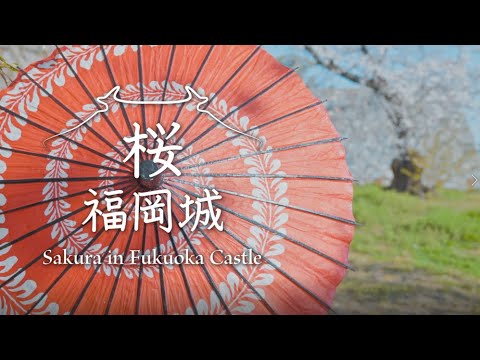 Sakura in Fukuoka Castle