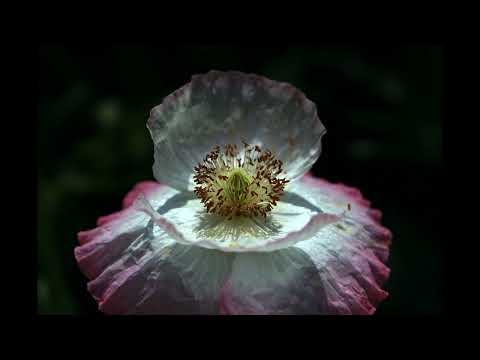 Shangri-Las - I Can Never Go Home Anymore