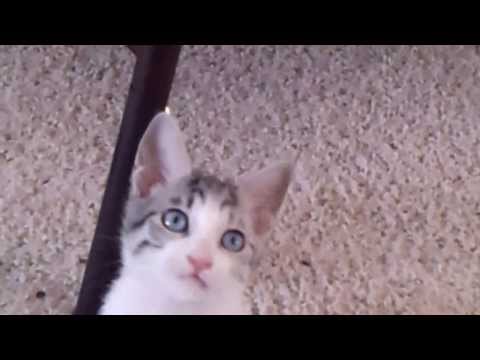Kasha Tail - Silver Tabby and White Blue-Eyed JBT