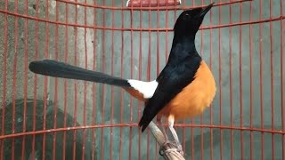 Download lagu MURAI LAIN MENDADAK JADI GACOR..!! PANCINGAN MB BORNEO BONGKAR MATERI BIKIN MURAI LAIN IKUT GACOR mp3 Download lagu MURAI LAIN MENDADAK JADI GACOR..!! PANCINGAN MB BORNEO BONGKAR MATERI BIKIN MURAI LAIN IKUT GACOR mp3