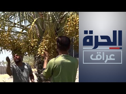 شاهد بالفيديو.. موسم جني تمور البصرة يتواصل والحرارة العالية والرطوبة تعجل بنضوجها