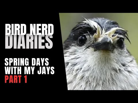 Spring Days With My Jays  Part 1 | Bird Nerd Diaries