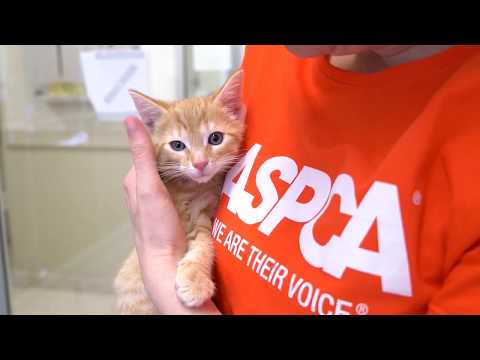 Ask the ASPCA: I Just Adopted a Kitten… Now What?