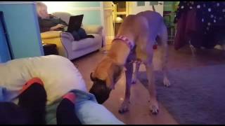 Crazy Great Dane