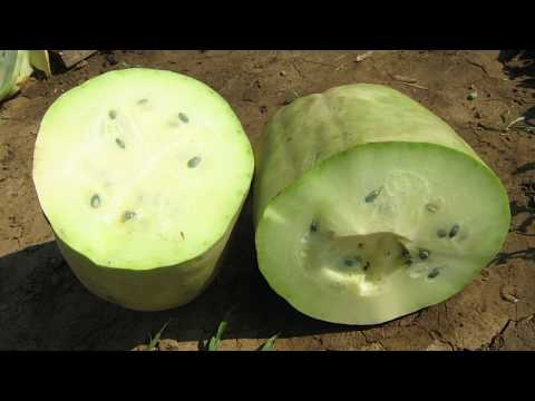 Naše dobro ep. 9 28.04.2018. pčele, zaštita bilja, krmno bilje, jagode, alge, stočarstvo