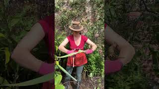 How I split my Bearded Iris to make it flower more! #howto #iris #gardening