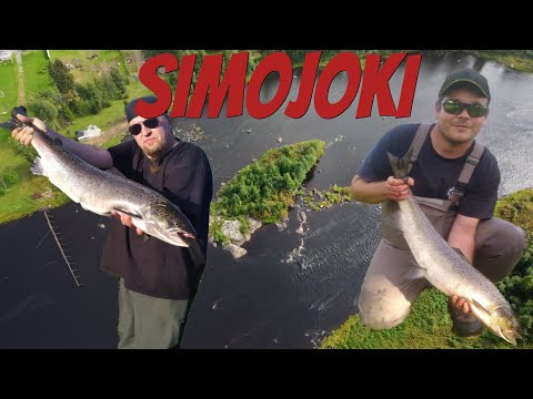 Lohta etsimässä | Lohi | Simojoki | Perhokalastus | Kalastus