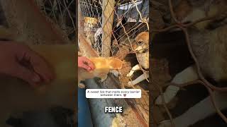 A Heartwarming Moment Behind the Fence 🐕#dog #funny #shorts