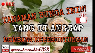 Download lagu 7 FLOWERING HOUSEPLANTS BELIEVED TO BRING GOOD LUCK mp3