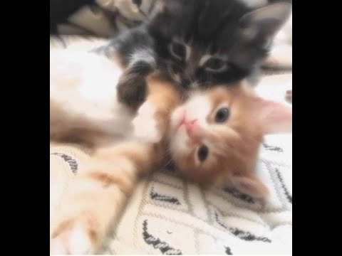 [FREE] XXXTENTACION x FACE x Lizer type beat - "oh girls" (prod. by 2_2gen)