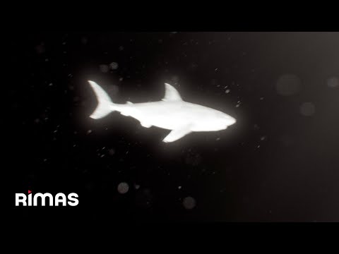 Miniatura de Me Quiere No Me Quiere