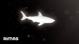 Yandel - Me Quiere No Me Quiere (Visualizer) / Infinito