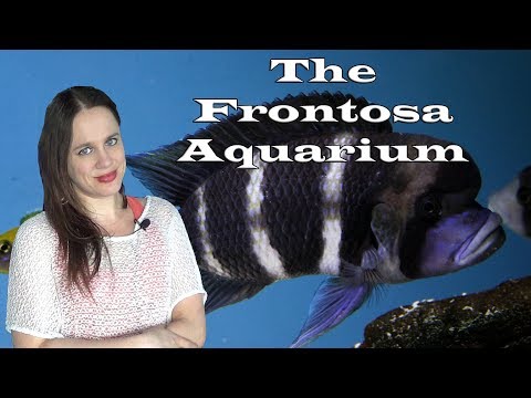 Frontosa akvárium — Cyphotilapia frontosa tank a habitat
