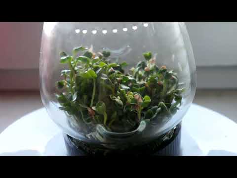Growing radish sprouts - Time Lapse