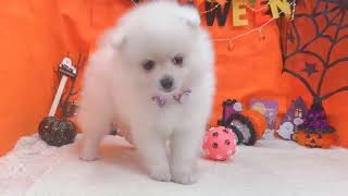 ポメラニアンの動画01