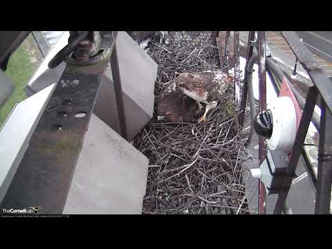 Big Red And Arthur Spend Morning Tending To Nest Site (long clip) – Feb. 5, 2019
