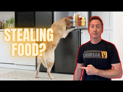 How to Stop Your Dog From Stealing Food and Counter Surfing