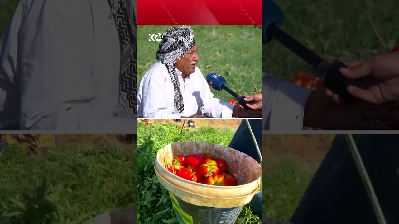 ڤیدیۆ | عێراق تەماتە لە ئێران، سووریا، تورکیا و ئوردن ھاوردە دەکات، بەڵام رێگە بە تەماتەی کوردستان نادات