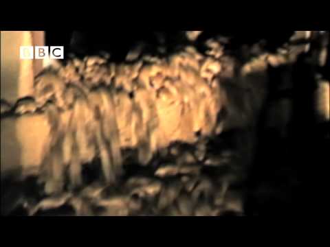 MOUSE MADNESS!  -  biggest mice swarms ever seen,