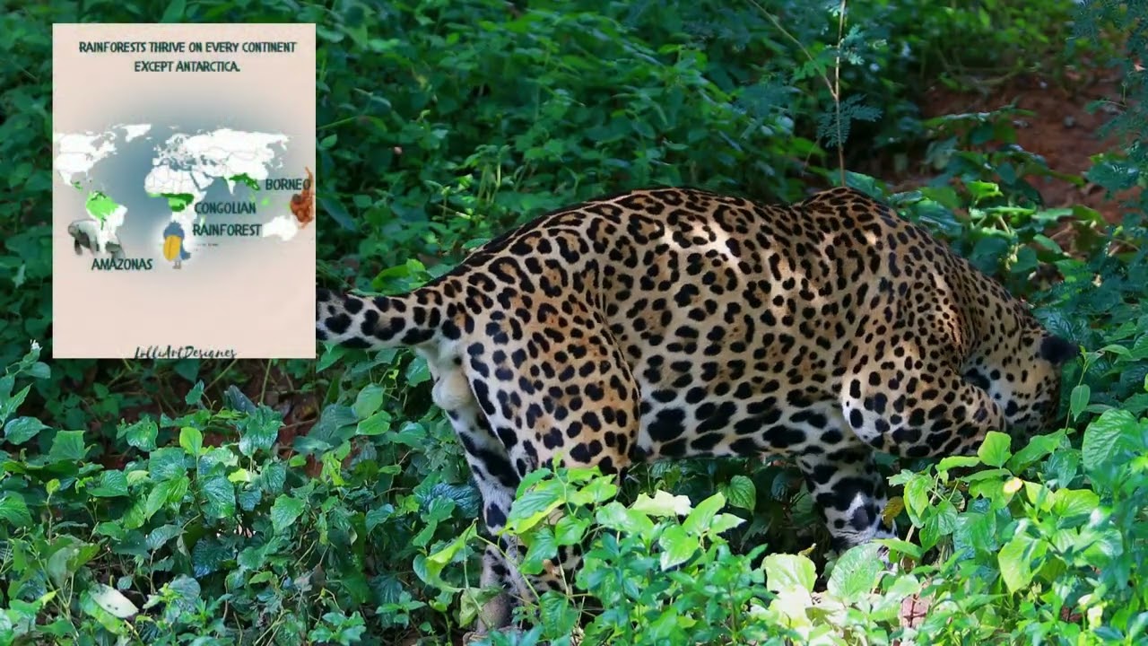 Rainforest Worksheets Jungle Activity Pages jungle animals