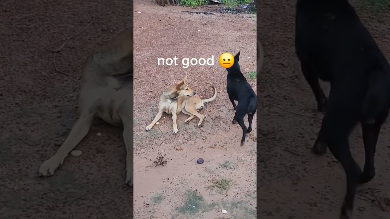 Funny dogs 🐕. 😂 #funny