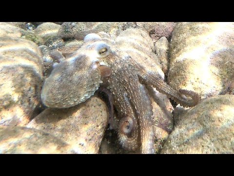 Caminia di Staletti luglio 2021