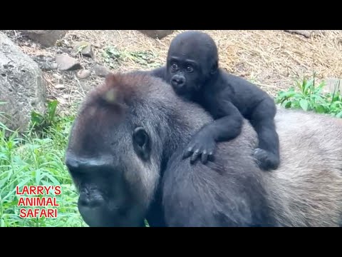 Baby Gorilla - Jameela #18 and her siblings         #gorillas