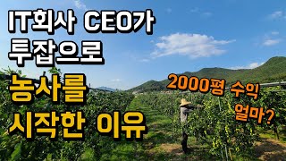 농사로 투잡하면 얼마나 벌 수 있을까? 대추농가 수익 공개 [강화도 대추 농사]