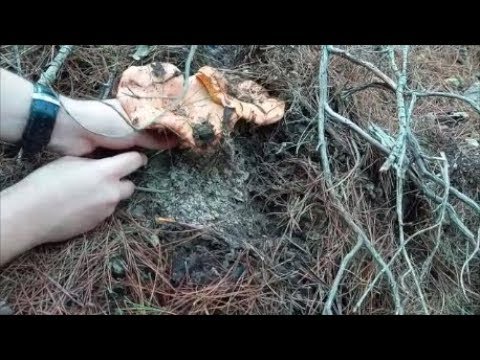 MANTAR TOPLAMA / ÇAM MANTARI / ÇINTAR/MERKİ / KANLICA