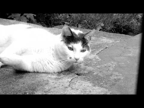 HF TV - A Day With Ed Scissor