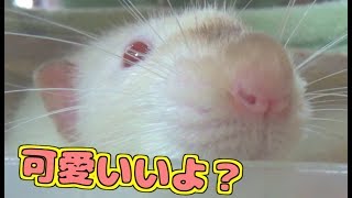 ファンシーラットの鼻がふわふわしていて可愛いすぎる