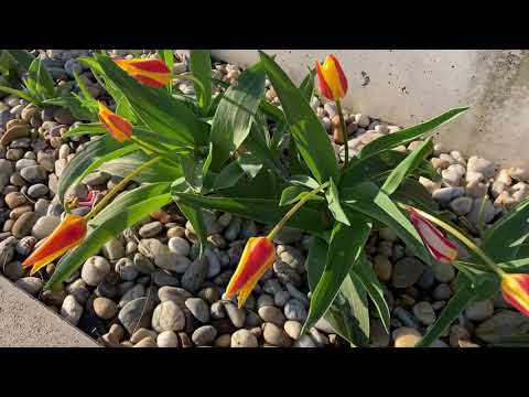 Tulipánok és a fagy