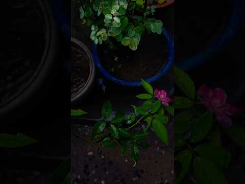 Rain And Alone Vibe + Music 🥺❤️🎧 #music #love #sinhala #hiphop #nature #beautiful #tamil #fx #sun