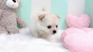 ハーフ犬の動画01