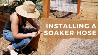 Raised Garden Bed Irrigation- Installing a Soaker Hose