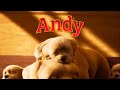 A Dog S Tale ANDY Dogs Doglover Pets Puppy