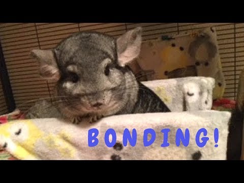 How To Build A Strong Bond With Your Chinchilla