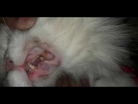 Gingivitis problem in cats#dentaLproblem|CATCARE