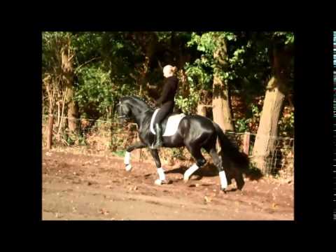 Hannoveraner Hengst Bond 3j. v. Belstaff - Londonderry Dream of Glory