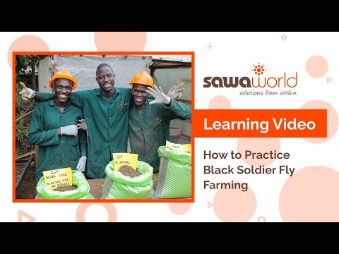 How to Start Black Soldier Fly Larvea Farming: Essential Setup, Management and Business Tips