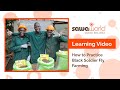 How To Start Black Soldier Fly Larvea Farming Essential Setup Management And Business Tips
